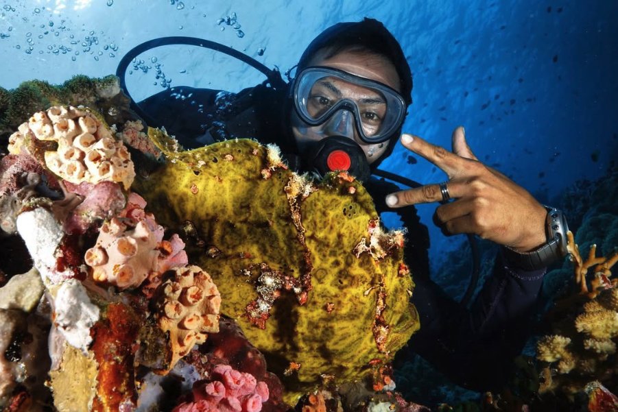 Diver next to a yellow frogfish on a coral wall