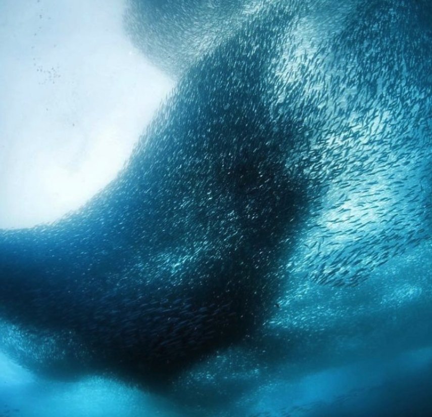 A swirling sardine ball seen from below