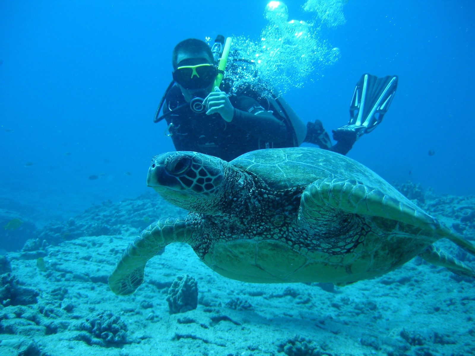 Diver swimming with a green sea turtle