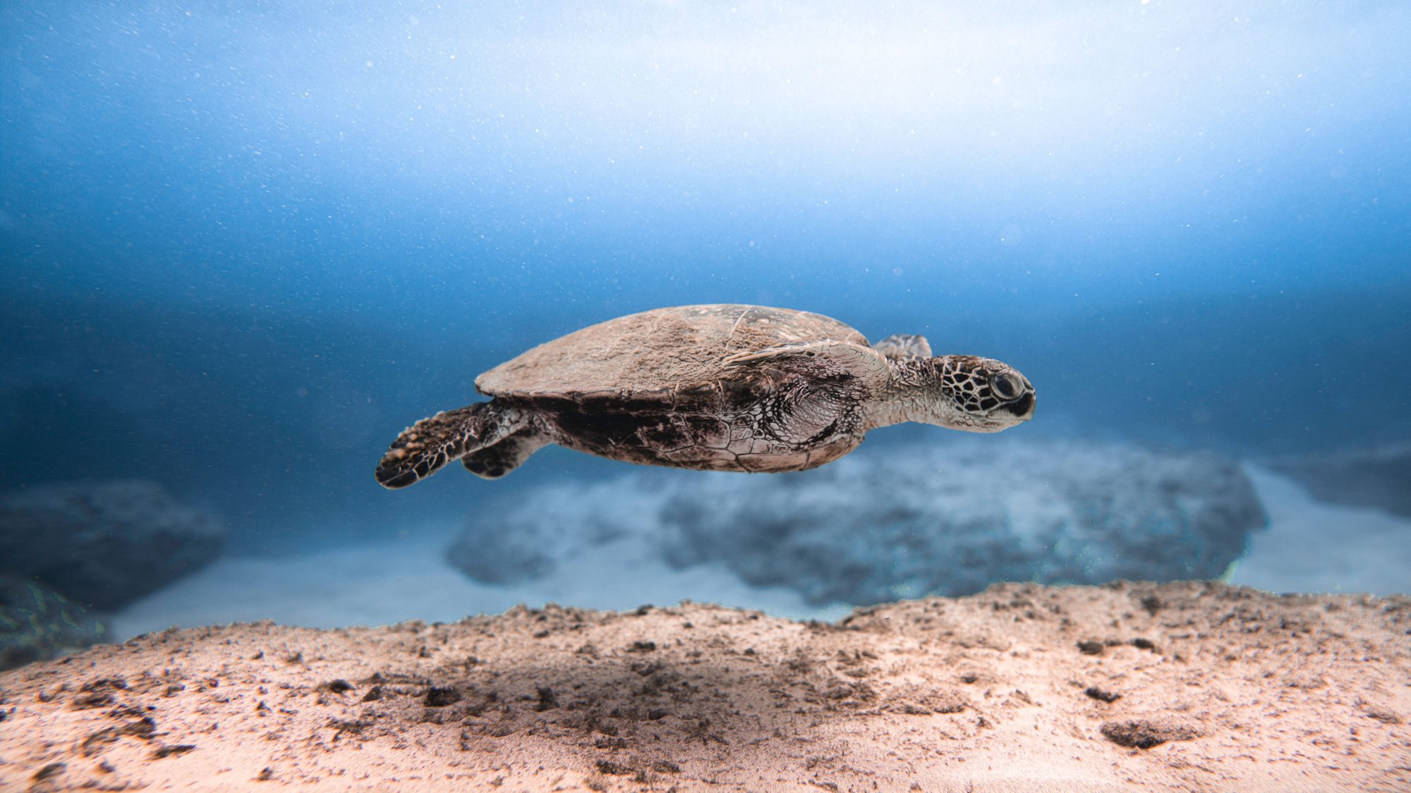 Green sea turtle gliding over the sand